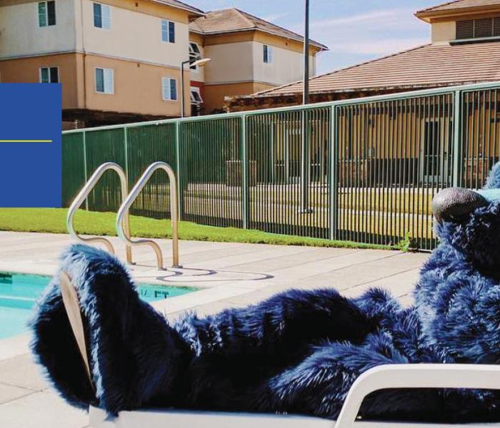 Lobo laying on a lounge chair at the pool