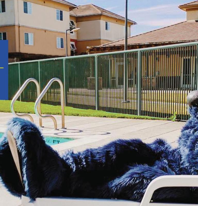 Lobo laying on a lounge chair at the pool
